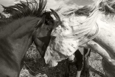 Papier peint  Des chevaux montrant leur amour l'un à l'autre
