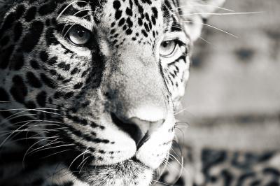 Tableau  Jaguar noir et blanc