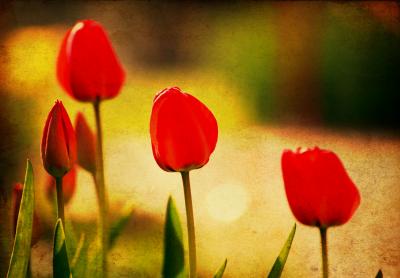 Tableau  Tulipes rouges rétro