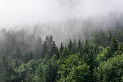 Papier peint  La nature et la cime des arbres dans le brouillard