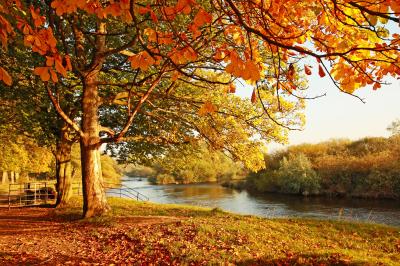 Papier peint  Paysage d'automne dans un parc