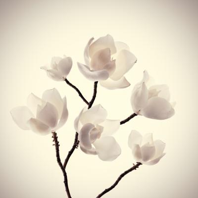 Tableau  Pink spring magnolia flowers branch