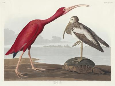 Papier peint  Ibis rouge