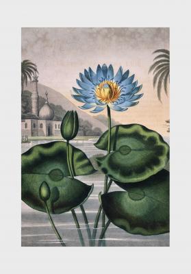 Poster  Lotus bleu d'Égypte