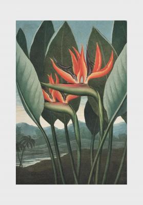 Poster  Strelitzia reginae