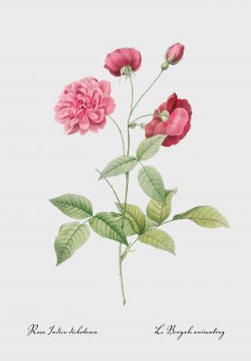 Poster  Rose de Chine
