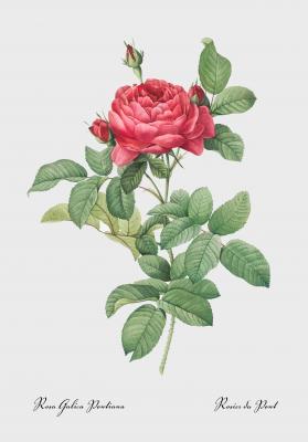 Poster  Rose Galica-pontiana