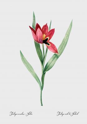 Poster  Tulipe