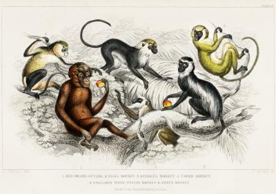 Poster  Espèces de singes