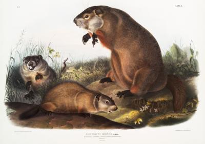Poster  Marmottes d'Amérique