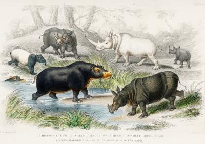 Poster  Espèces de rhinocéros