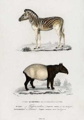 Poster  Zèbres et Tapir de Malaisie