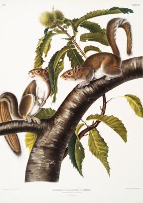 Poster  Écureuils gris