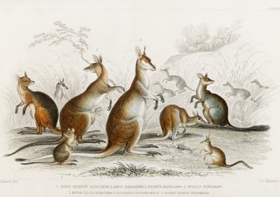 Poster  Espèces de kangourous