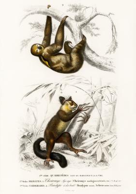 Poster  Paresseux et Aye-Aye de Madagascar 