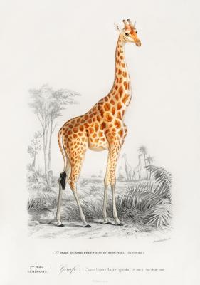Poster  Girafe et paysage