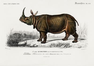 Poster  Rhinocéros indien