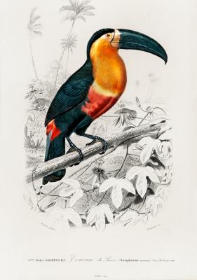 Poster  Toucan sur une branche
