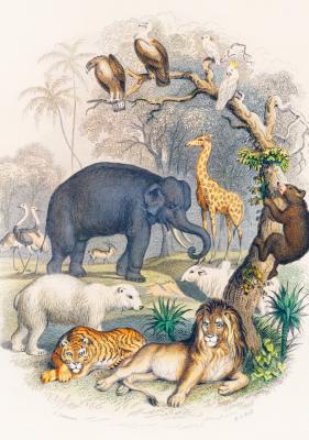 Poster  Animaux dans la jungle