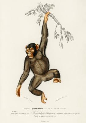 Poster  Chimpanzé sur une branche