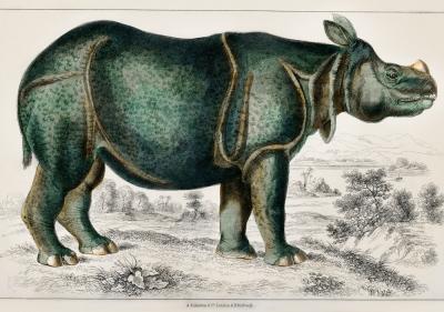 Poster  Rhinocéros préhistorique