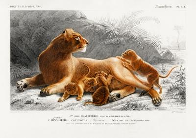Poster  Lionne avec ses petits