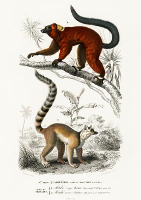 Poster  Lémuriens dans la nature