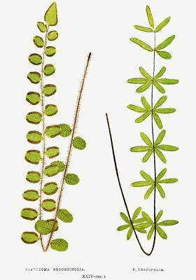 Poster  Fougère à feuilles rondes et Ternifolia