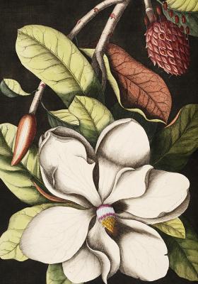 Poster  Fleur de magnolia sur fond sombre