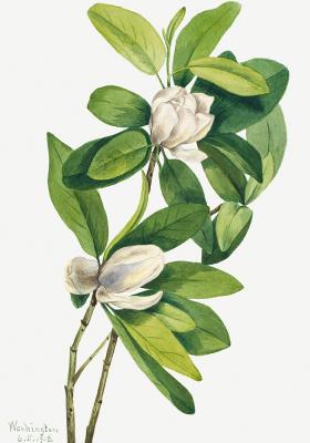 Poster  Rameau de magnolia virginiana