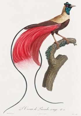 Poster  Oiseau de paradis aux plumes rouges
