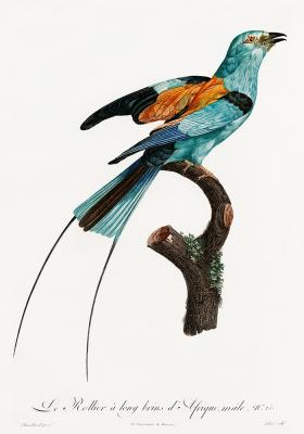 Poster  Oiseau de paradis aux plumes bleues