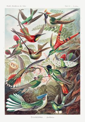 Poster  Trochilidae Kolibris