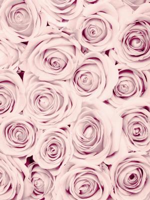 Poster  Fleurs rose clair