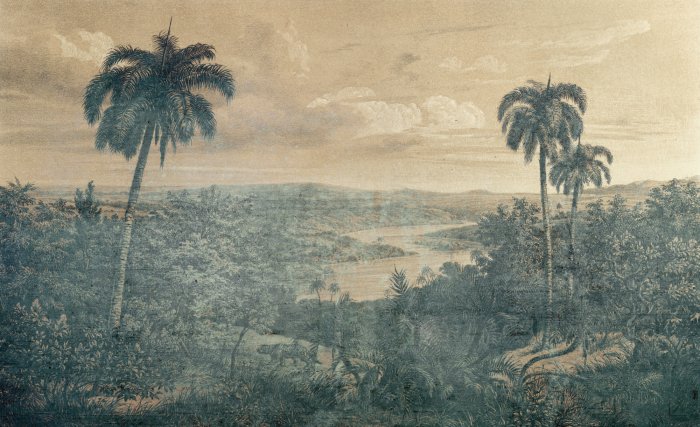 Papier peint  Paysage de jungle vintage avec des palmiers
