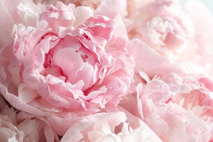 Papier peint  Photo en gros plan de pivoines roses