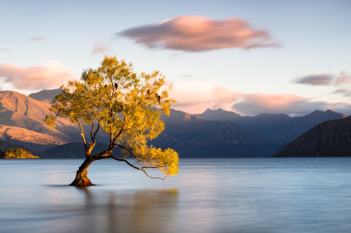 Papier peint  Un arbre sur un paysage de montagne avec un lac en arrière-plan