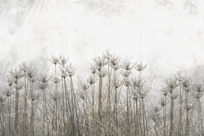 Papier peint  Plantes sauvages sur fond gris