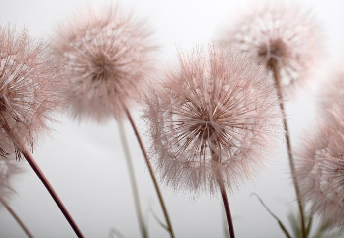 Papier peint  Pissenlits roses en gros plan