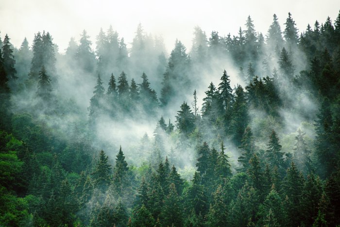 Papier peint  Paysage naturel avec une forêt vert foncé dans le brouillard