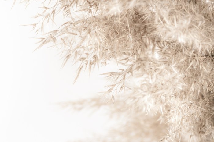 Papier peint  Motif d&#39;herbe botanique sur fond blanc