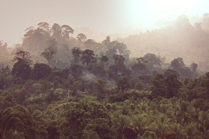 Papier peint  Paysage de forêt tropicale dans la brume matinale