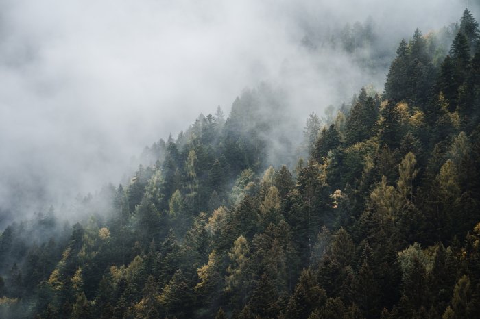 Papier peint  Conifères sur les collines dans le brouillard