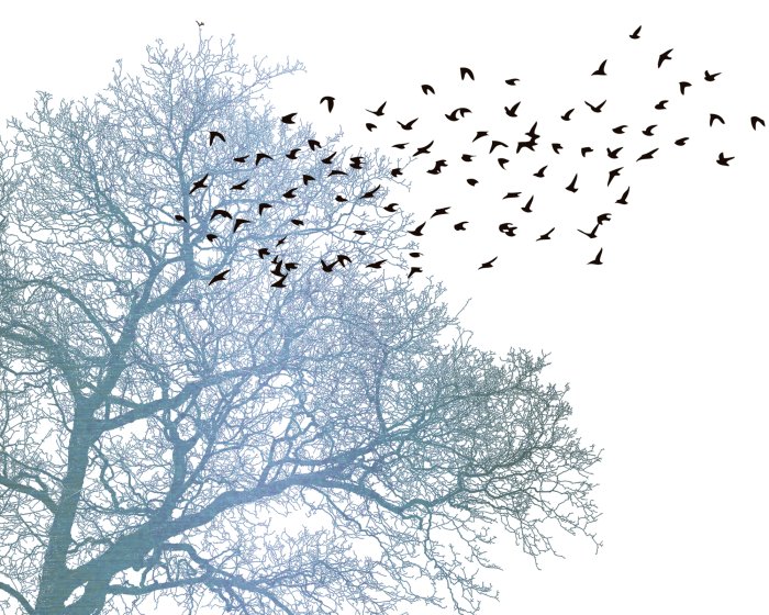 Papier peint  Oiseaux noirs et un arbre sur fond blanc