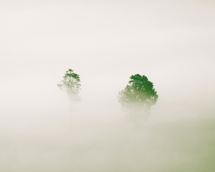 Papier peint  Silhouettes d&#39;arbres dans un épais brouillard