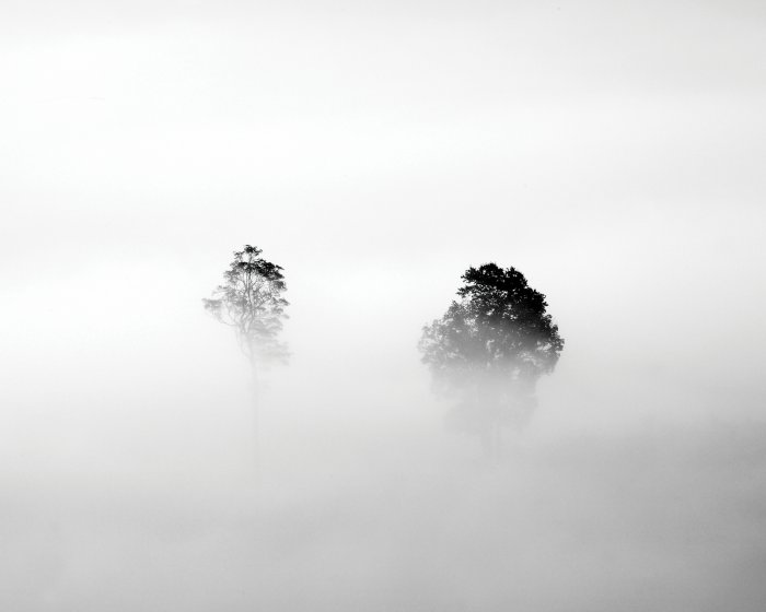 Papier peint  Paysage monochrome d&#39;arbres dans le brouillard