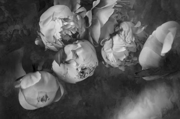 Papier peint  Motif de fleur de pivoine noir et blanc