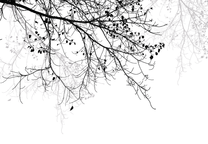 Papier peint  Branches d&#39;arbres sur fond blanc, motif minimaliste