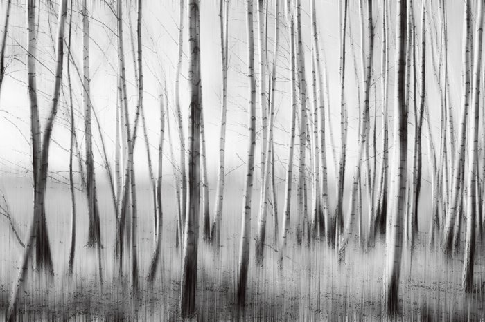 Papier peint  Forêt de bouleaux aux couleurs monochromes