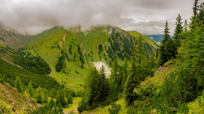 Papier peint  Paysage de montagne verdoyant avec des conifères